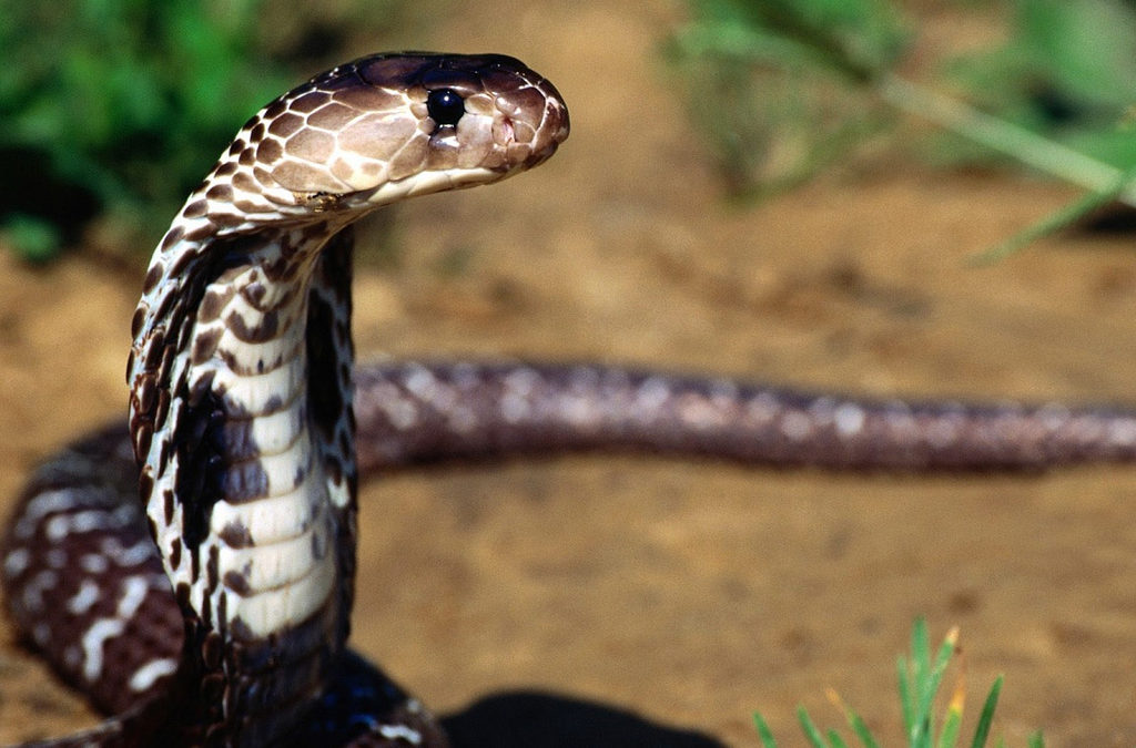 Le Cobra (Bhujangasana) – Initiatique